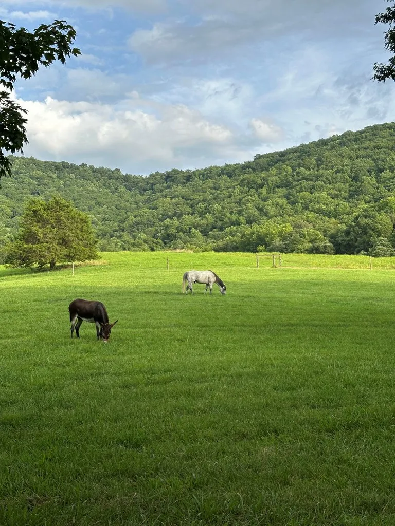 3147 Old Hwy 64 W Warne, NC 28909