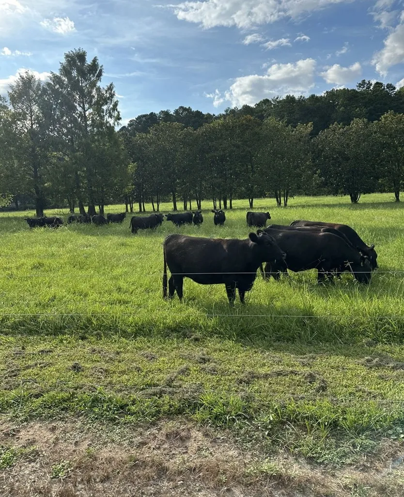 3147 Old Hwy 64 W Warne, NC 28909