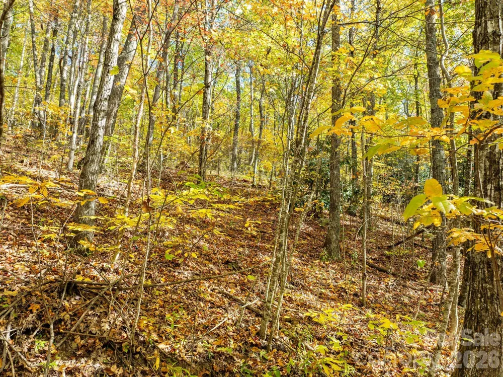 99999 Lytle Cove Road Swannanoa, NC 28778