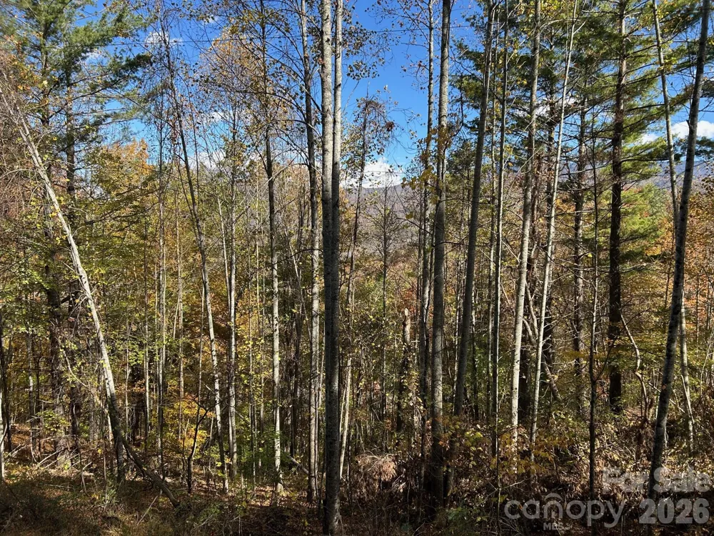 Lots 61 and  62 Wildwood Drive Burnsville, NC 28714