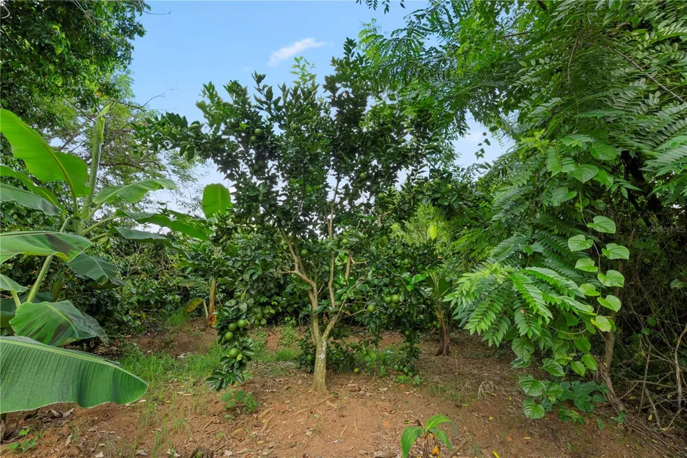 Bo. Hoyos Planes CARR. 531 KM  HM7 Jayuya, PR 00664