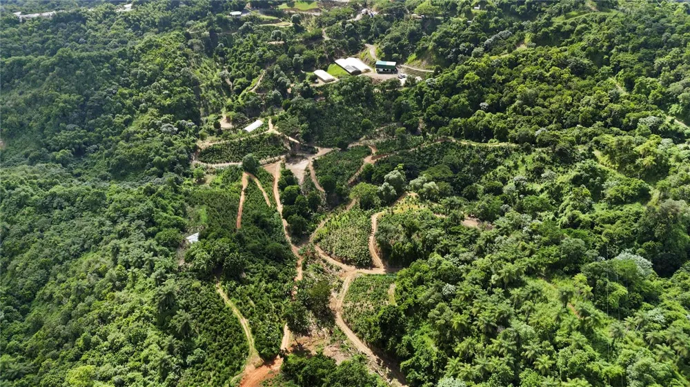 Bo. Hoyos Planes CARR. 531 KM  HM7 Jayuya, PR 00664