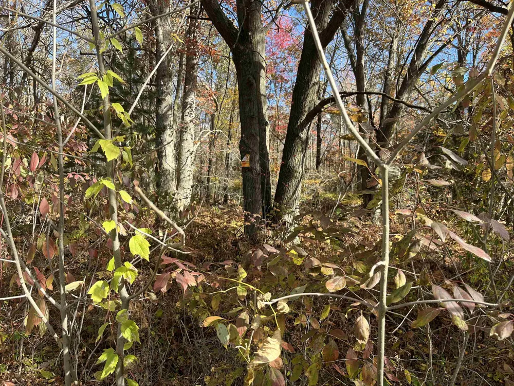 Husak Road Deep River Township, MI 48749