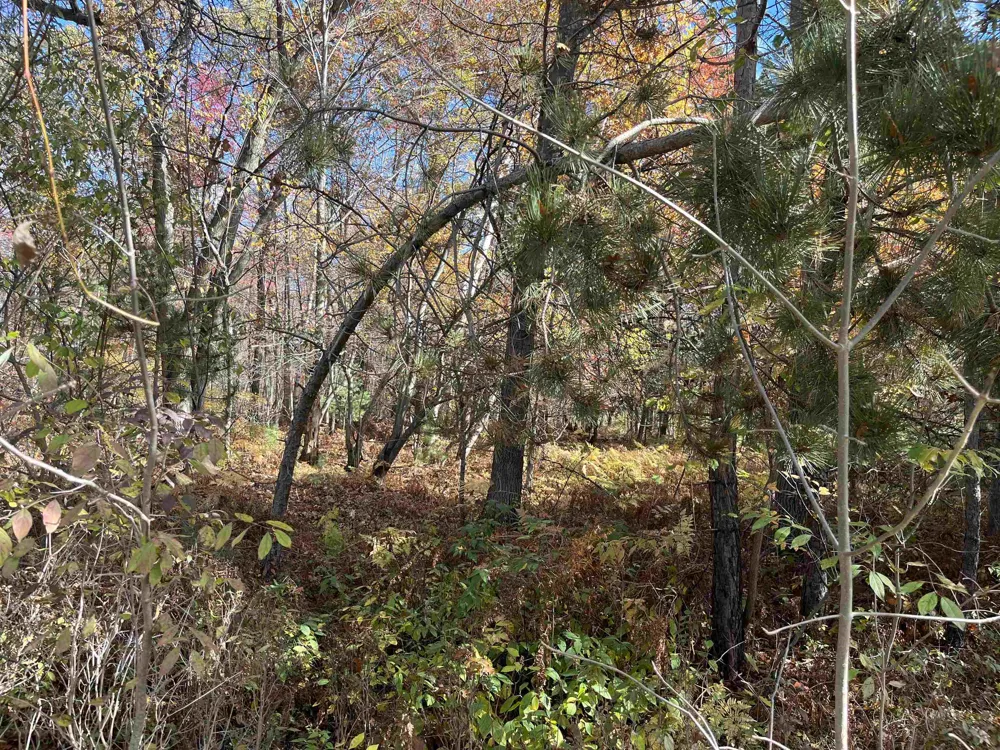 Husak Road Deep River Township, MI 48749