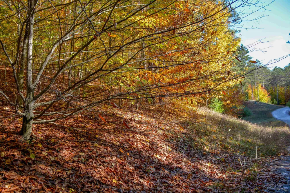 W Timber Lane Kasson Township, MI 49630