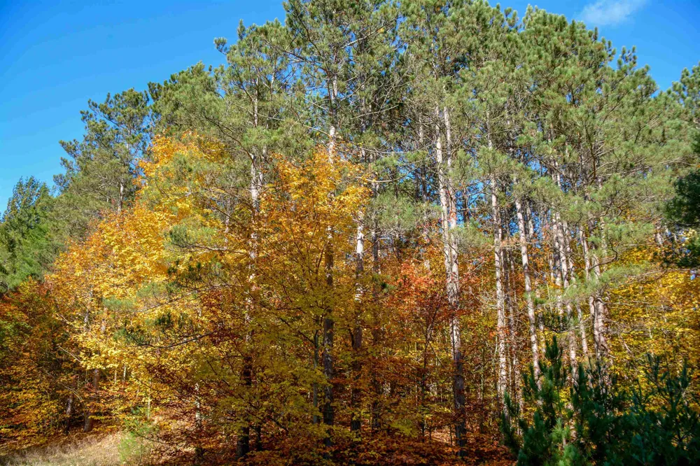 W Timber Lane Kasson Township, MI 49630