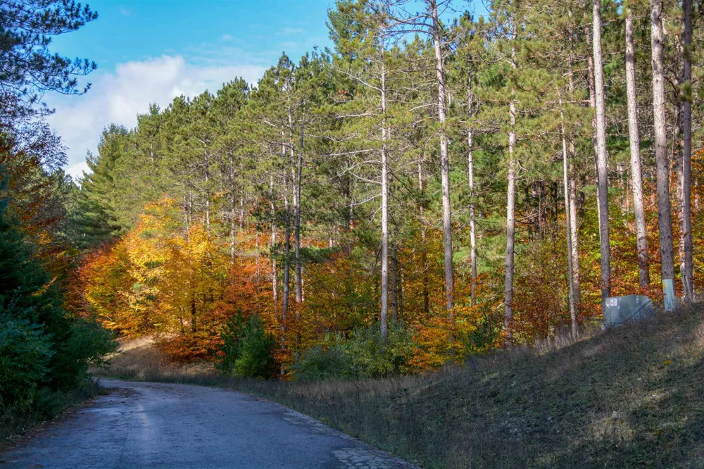 W Timber Lane Kasson Township, MI 49630