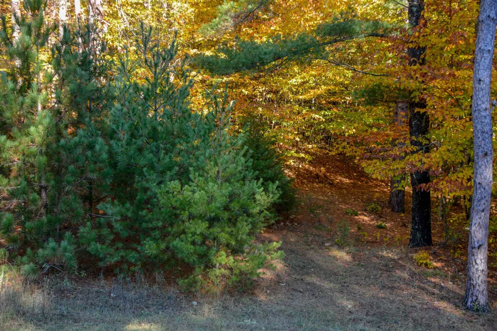 W Timber Lane Kasson Township, MI 49630