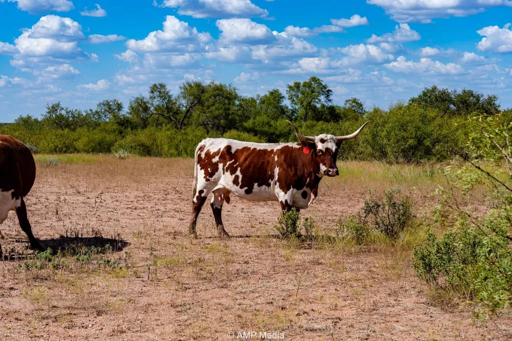 4538 County Road 463 Rule, TX 79547