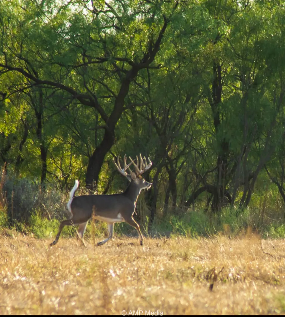 4538 County Road 463 Rule, TX 79547