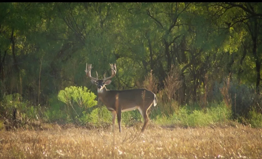 4538 County Road 463 Rule, TX 79547