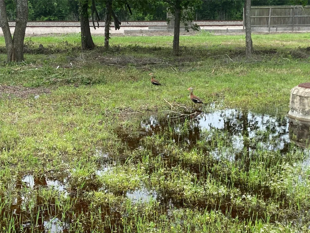 Rice Ave Avenue Arcola, TX 77583