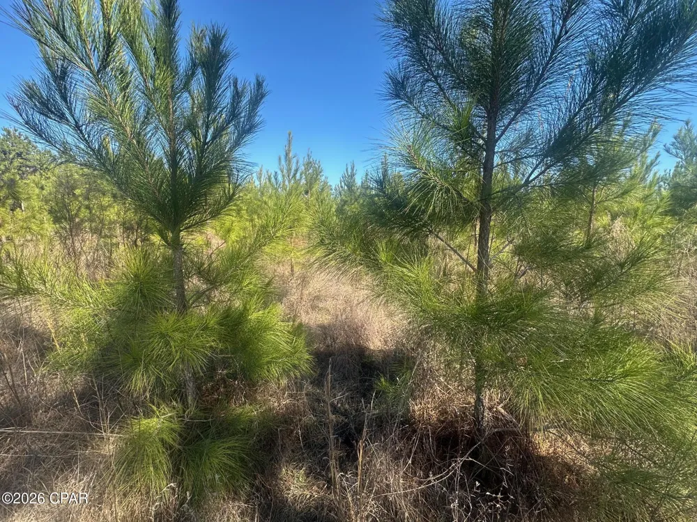 River Road Sneads, FL 32460