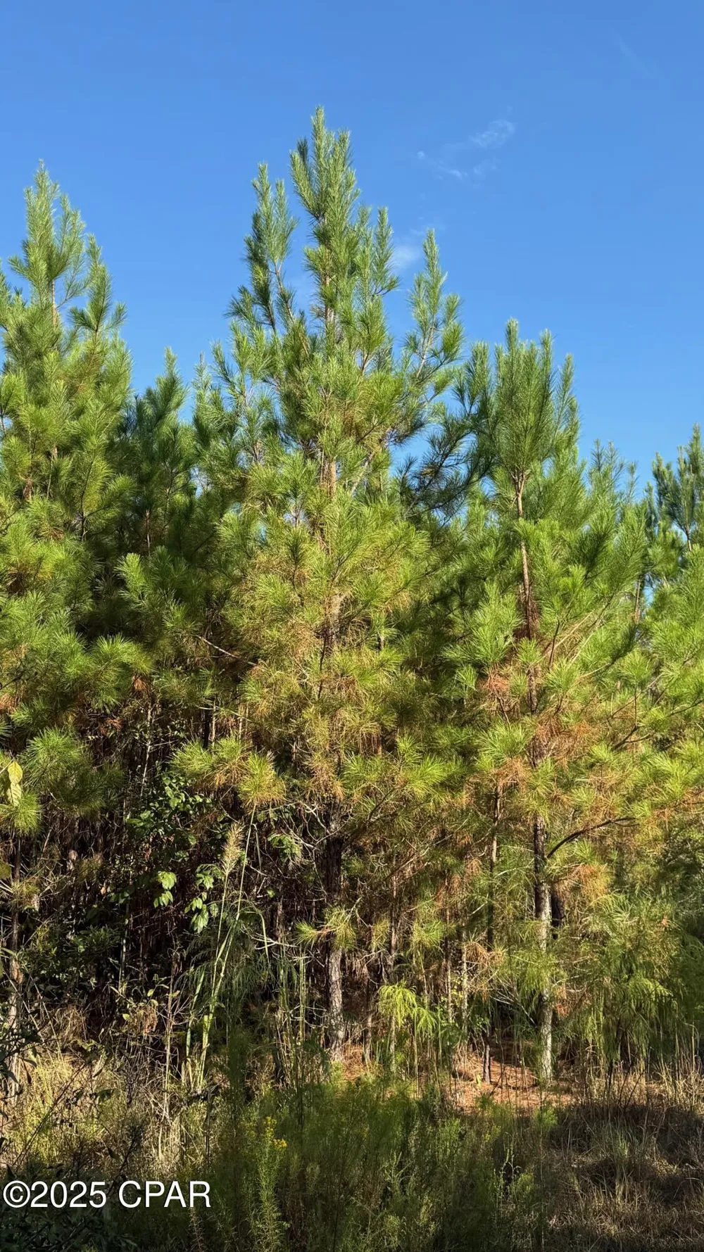Hwy 2 Graceville, FL 32440