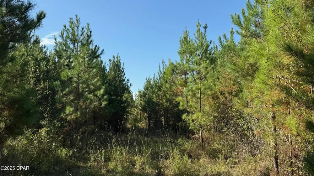 Hwy 2 Graceville, FL 32440