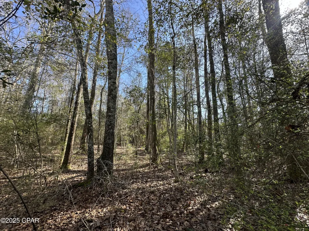 6317 Harris Stevenson Road Bonifay, FL 32425