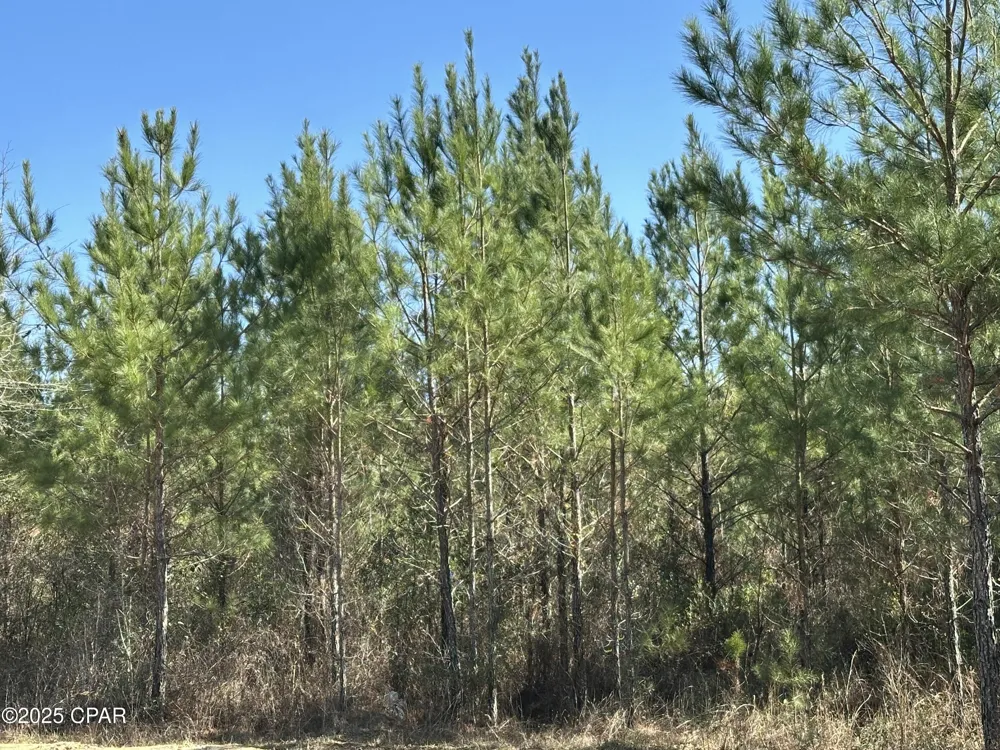 6317 Harris Stevenson Road Bonifay, FL 32425