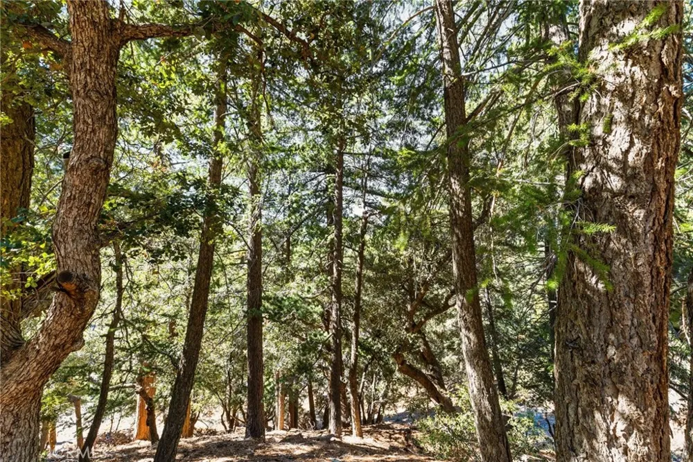 34 Manker Flats Mt Baldy, CA 91759