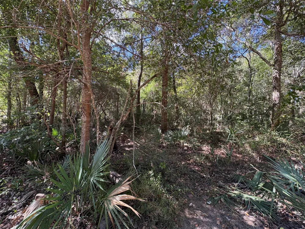 242 Mehringer Road Shepherd, TX 77371