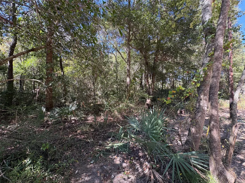 242 Mehringer Road Shepherd, TX 77371
