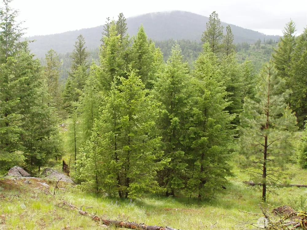 0 XXX Turner Lake Road Tonasket, WA 98855