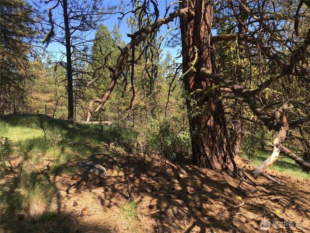 0 XXX Turner Lake Road Tonasket, WA 98855