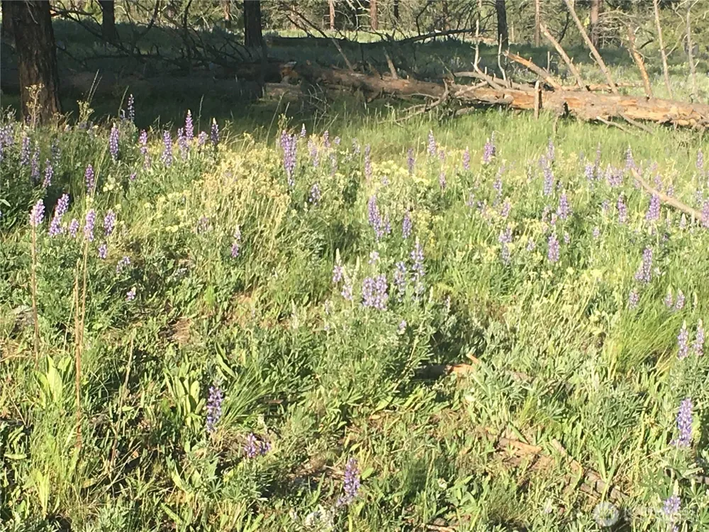 0 XXX Turner Lake Road Tonasket, WA 98855