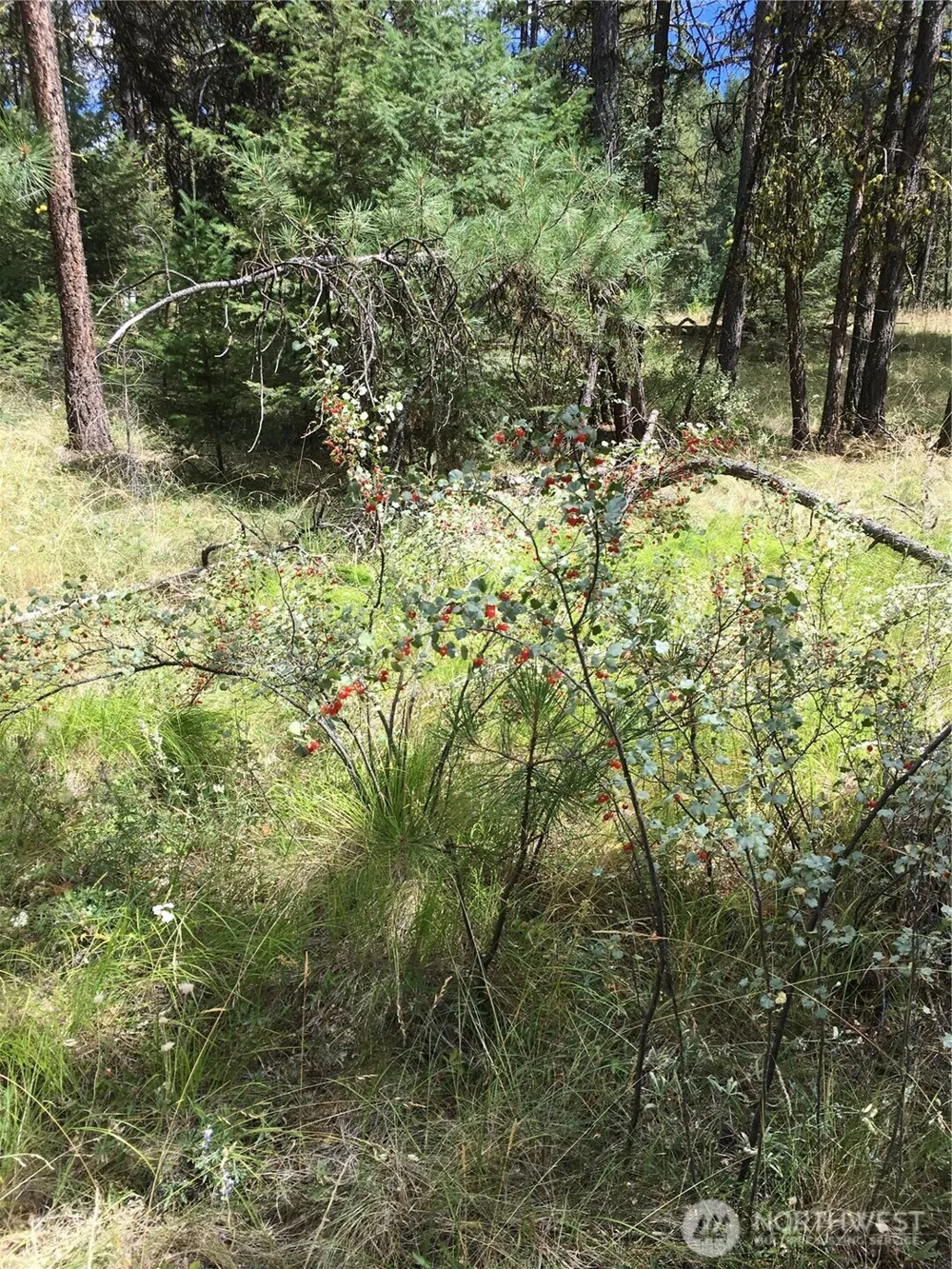 0 XXX Turner Lake Road Tonasket, WA 98855