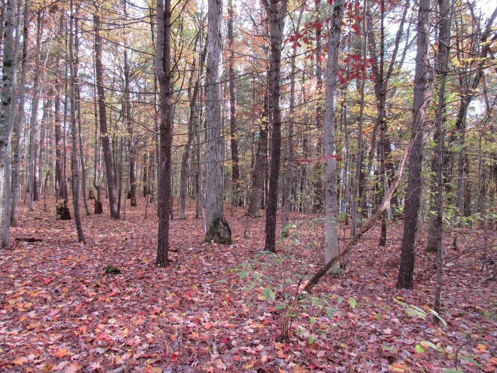 4015 Wilson Beach Road Twin Lake, MI 49457