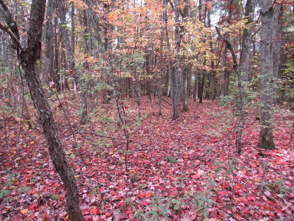 4015 Wilson Beach Road Twin Lake, MI 49457