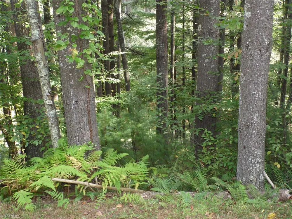 TBD Woodlands Drive Piney Creek, NC 28663