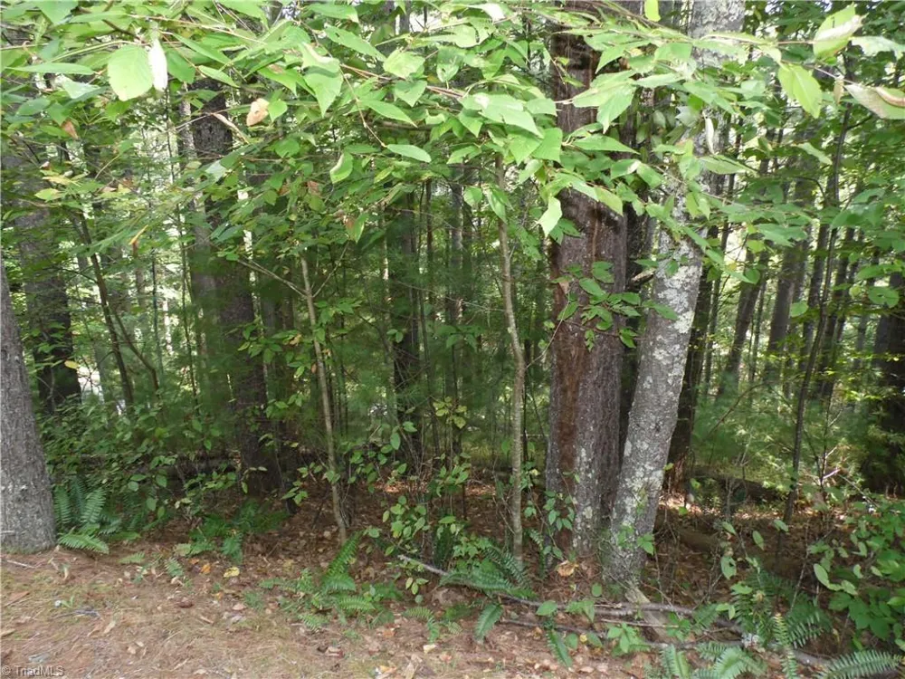 TBD Woodlands Drive Piney Creek, NC 28663