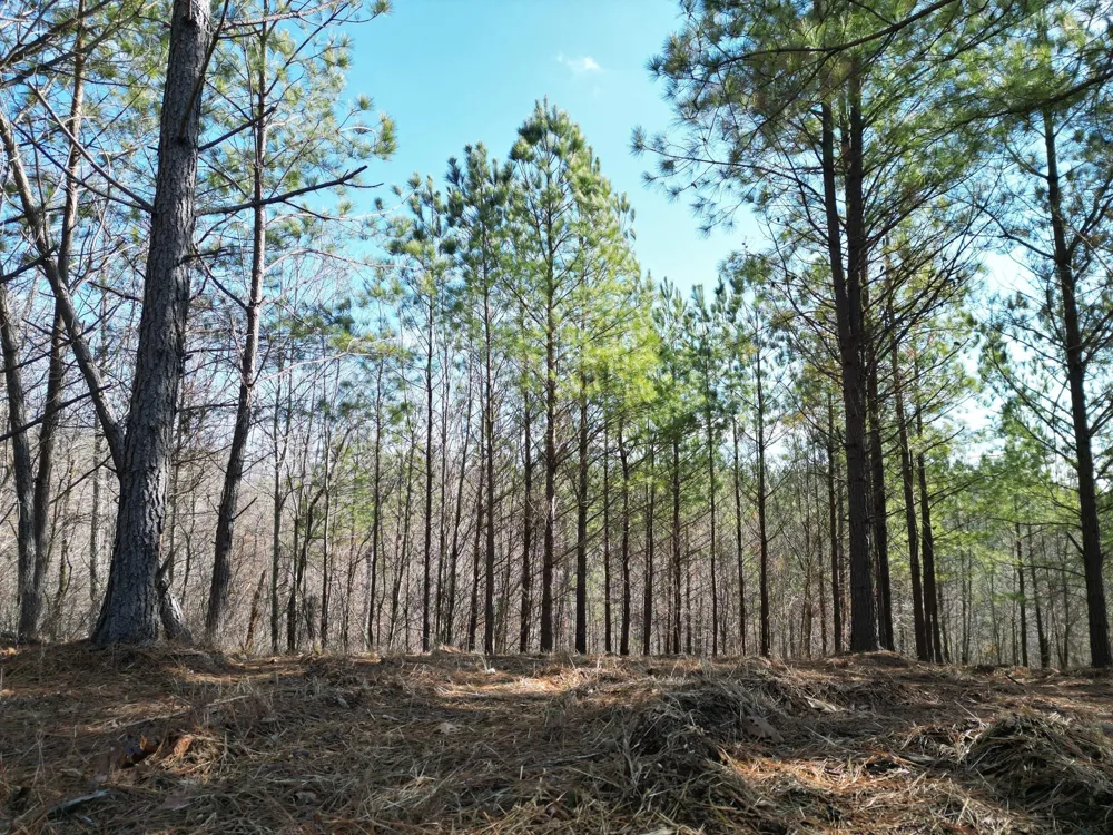 5608 Old Hohenwald rd Linden, TN 37096