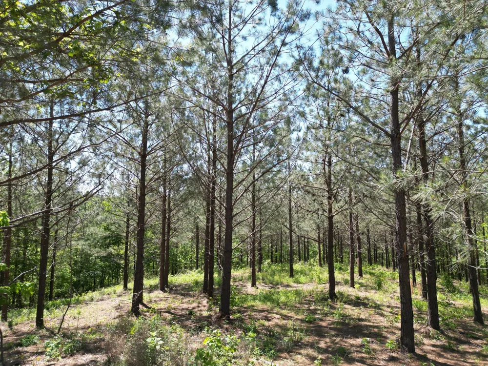 5608 Old Hohenwald rd Linden, TN 37096