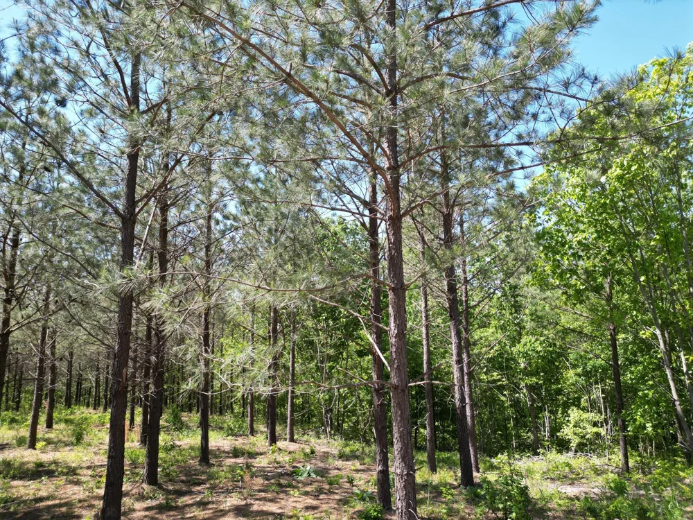 5608 Old Hohenwald rd Linden, TN 37096