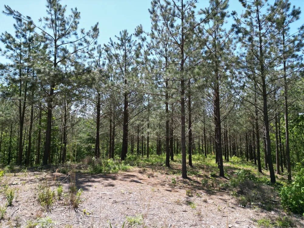 5608 Old Hohenwald rd Linden, TN 37096