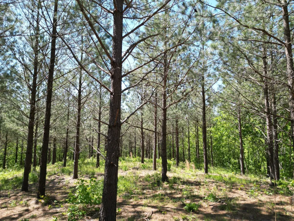 5608 Old Hohenwald rd Linden, TN 37096