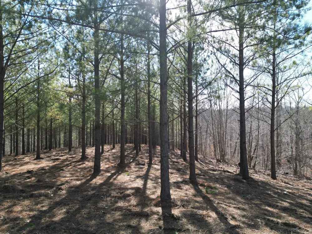 5608 Old Hohenwald rd Linden, TN 37096