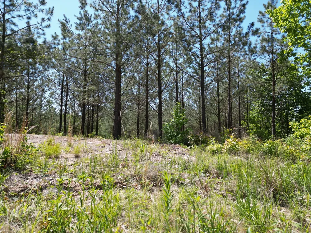 5608 Old Hohenwald rd Linden, TN 37096