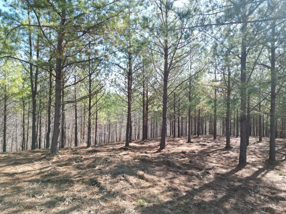 5608 Old Hohenwald rd Linden, TN 37096