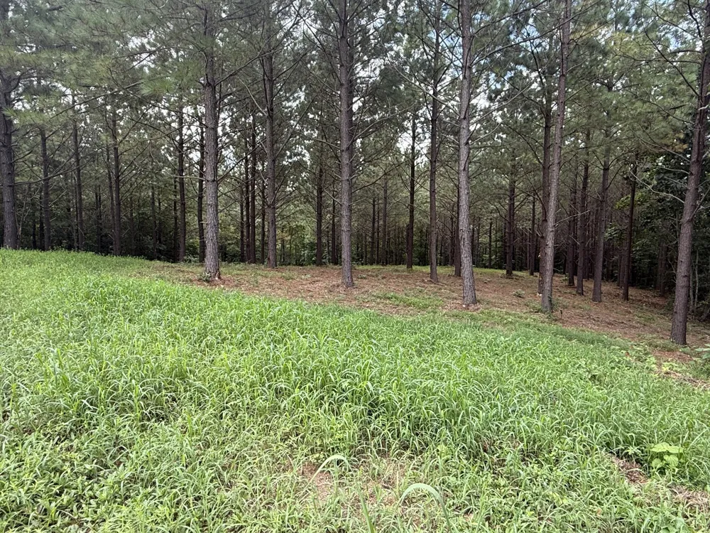 5608 Old Hohenwald rd Linden, TN 37096