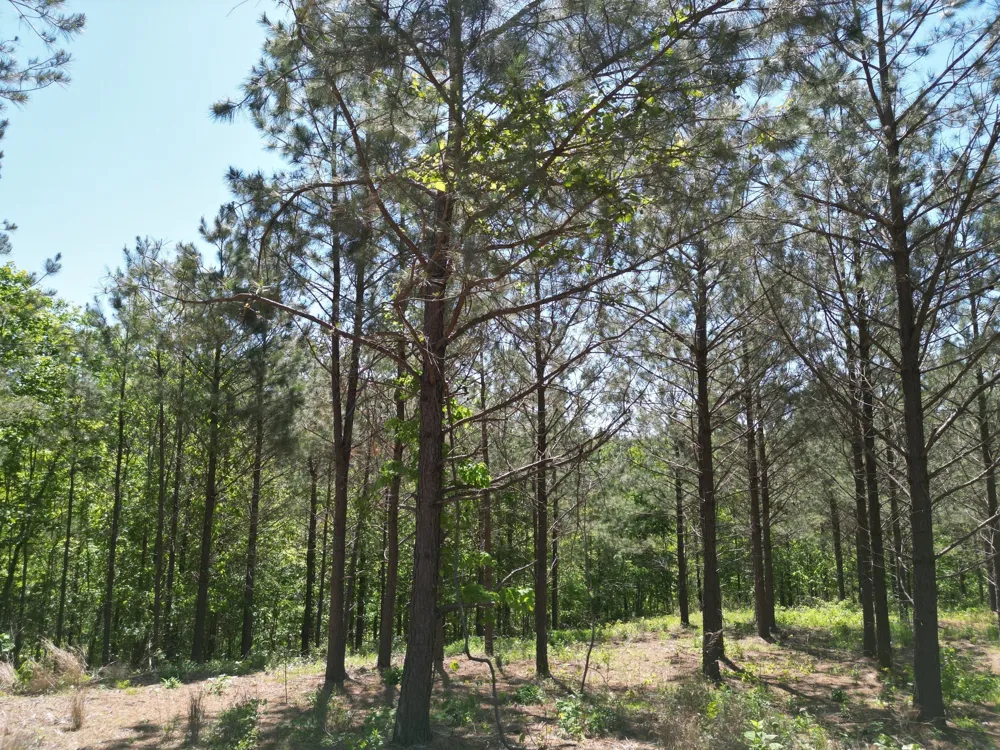 5608 Old Hohenwald rd Linden, TN 37096
