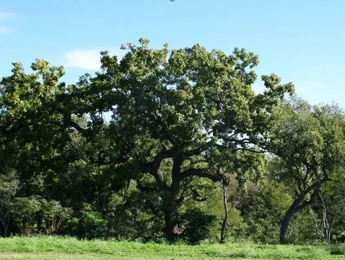 4194 SE River Road Martindale, TX 78655