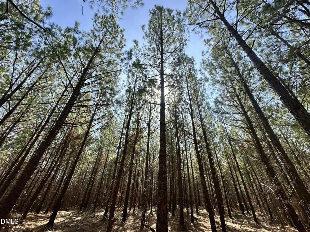 18.2 Acres Range Road Rougemont, NC 27572