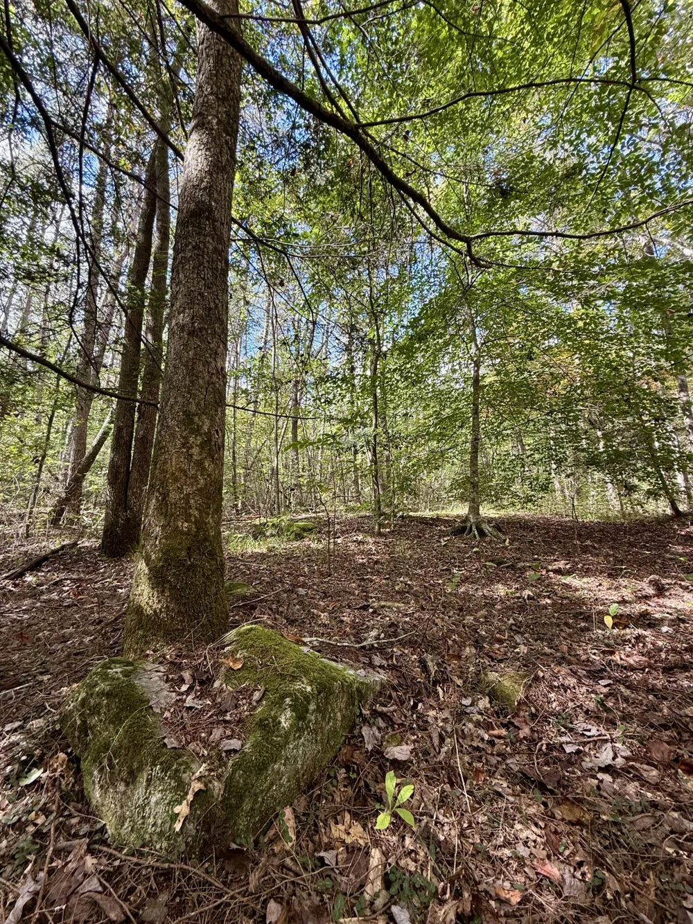 Braden Lane Gruetli Laager, TN 37339