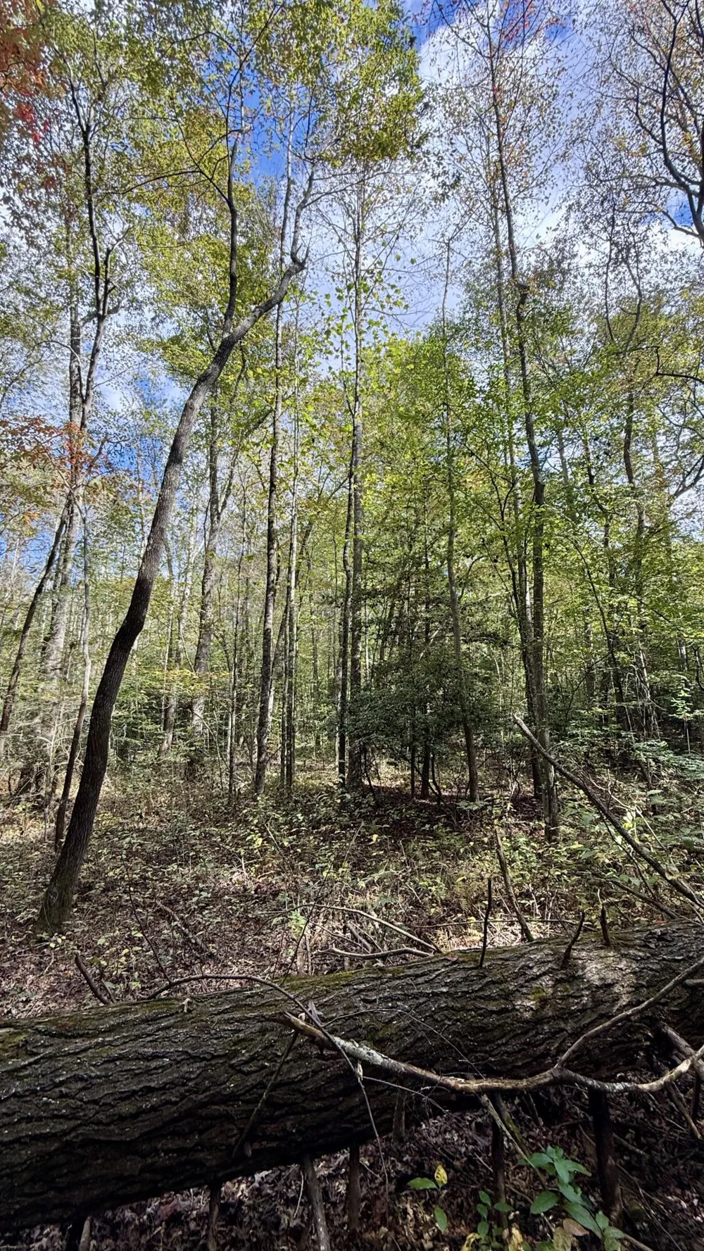 Braden Lane Gruetli Laager, TN 37339
