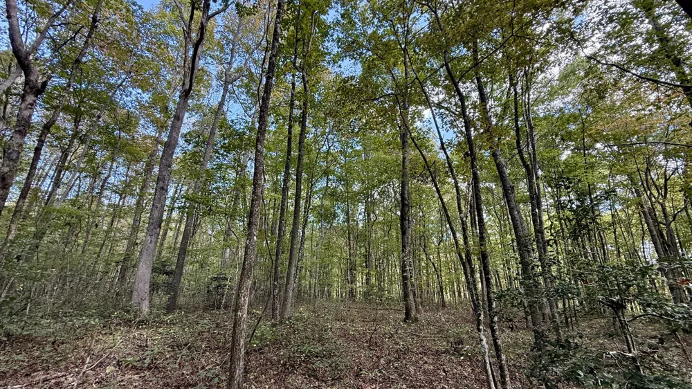 Braden Lane Gruetli Laager, TN 37339