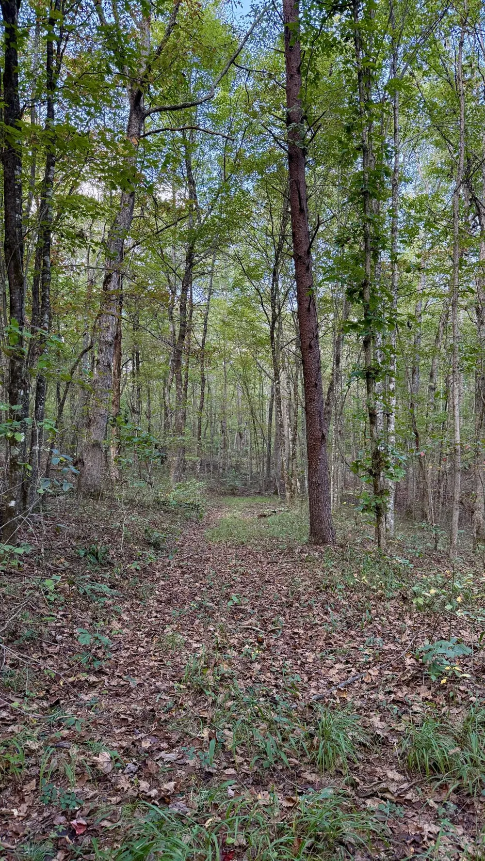 Braden Lane Gruetli Laager, TN 37339