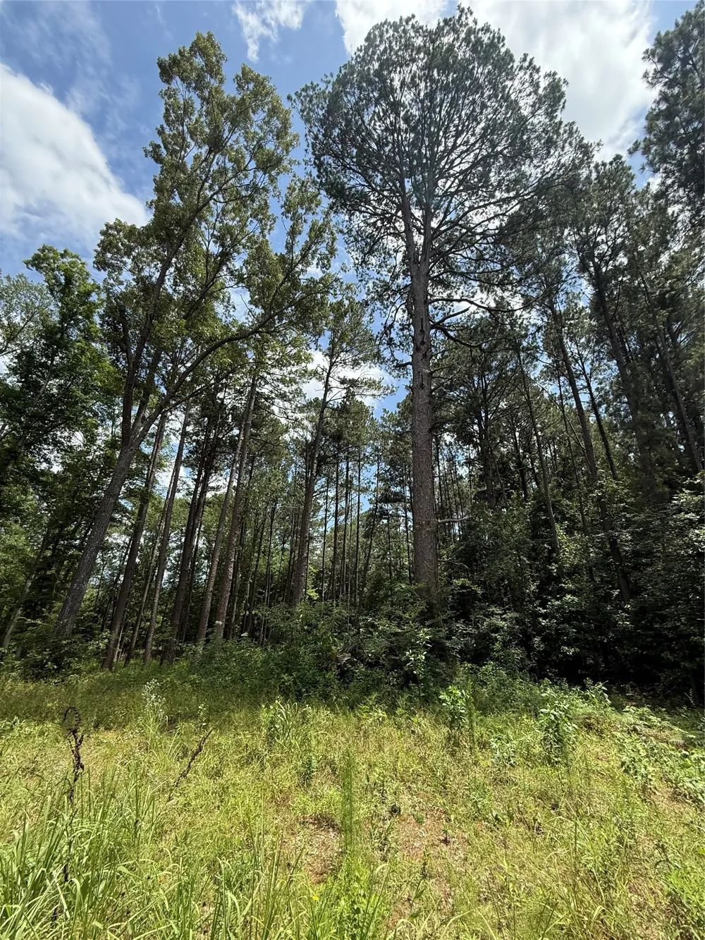 Pr 1332 Elysian Fields, TX 75642