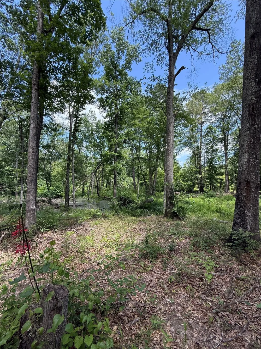 Pr 1332 Elysian Fields, TX 75642